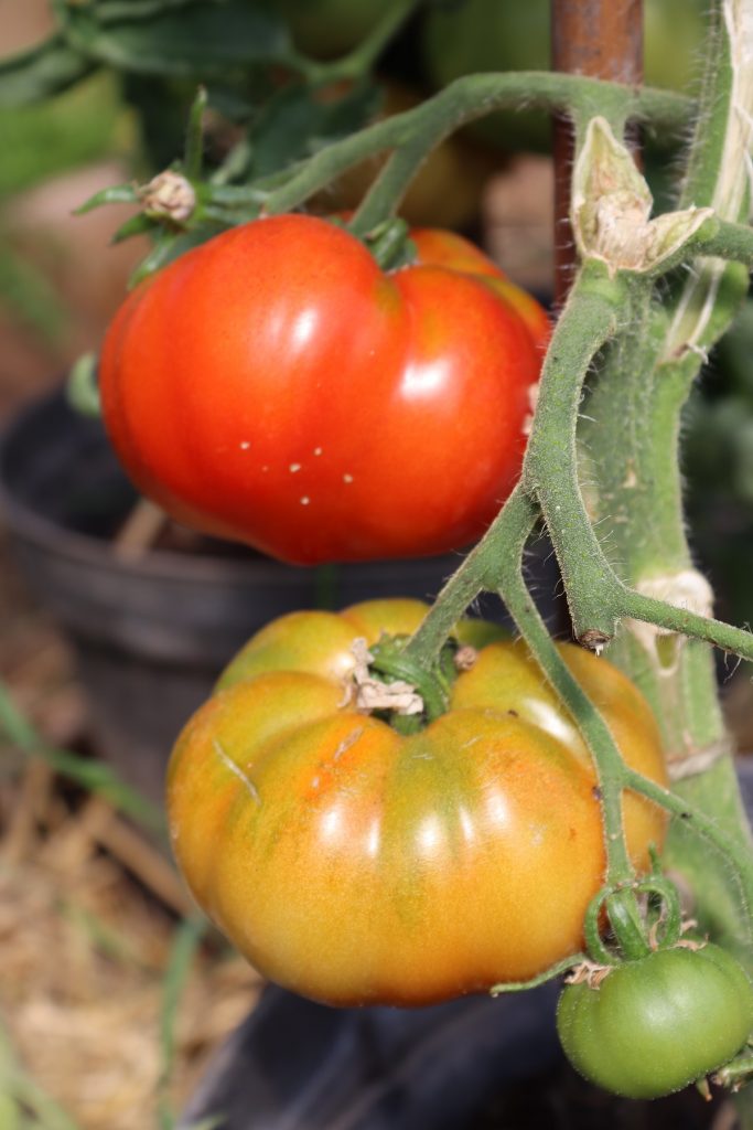 Tomatoes being grown