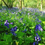 Bluebell Walk Image