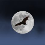 Bat Walk Image