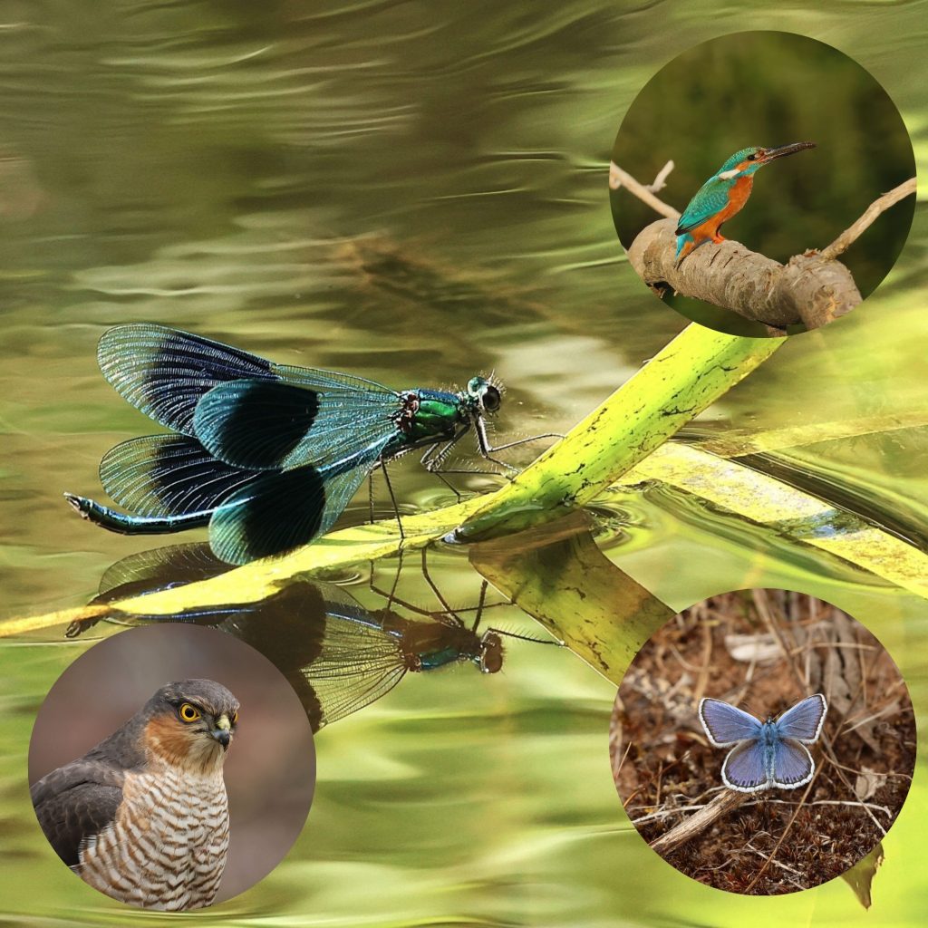 Wildlife Rollercoaster Talk Image