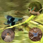 Wildlife Rollercoaster Talk Image