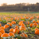Apley's Haunted Harvest