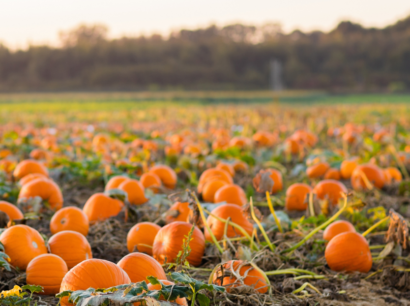 Apley's Haunted Harvest